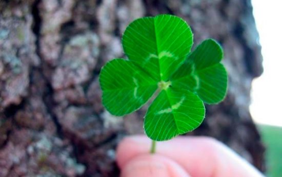 Four-leaf clover brings luck and success
