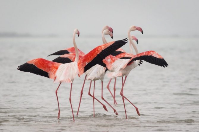 what flamingo means