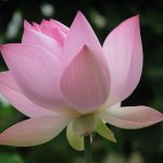 Lotus flower pictures