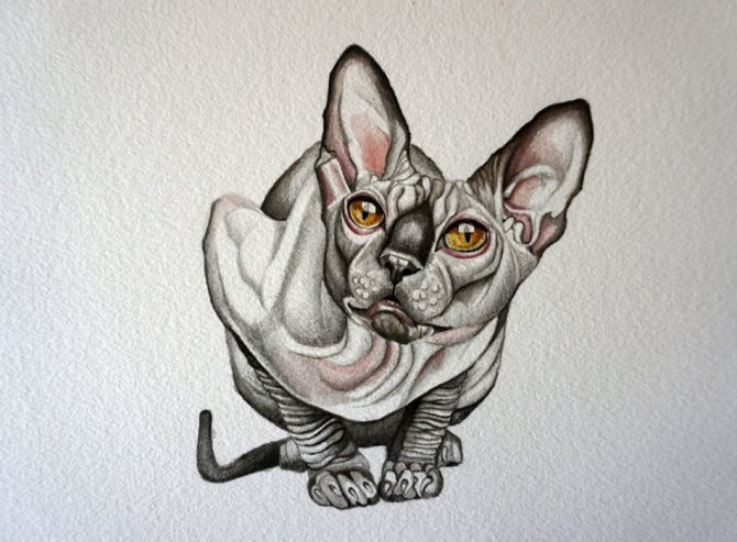 Sketch Tattoo of a Sphynx Cat