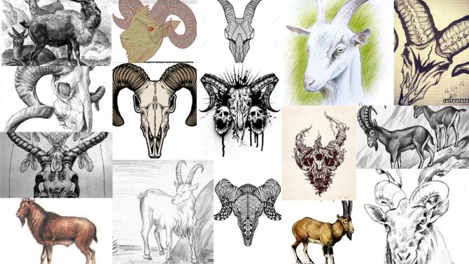goat tattoo sketches