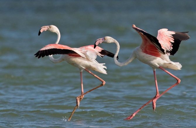 flamingo symbolize what