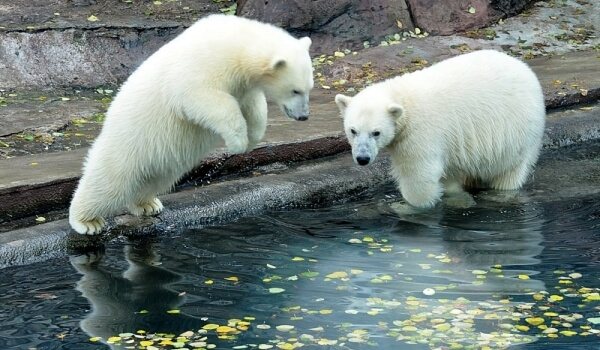 Photo: Red Book Polar Bear