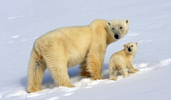 Photo: Siberian Polar Bear Red Data Book