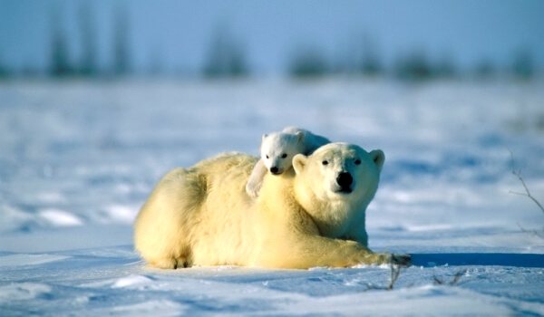 Photo: Siberian Polar Bear