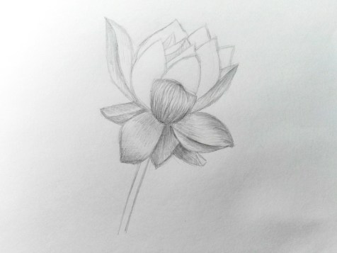 How to draw a flower in pencil? Step by step lesson. Step 11. Pencil Portraits - Fenlin.ru