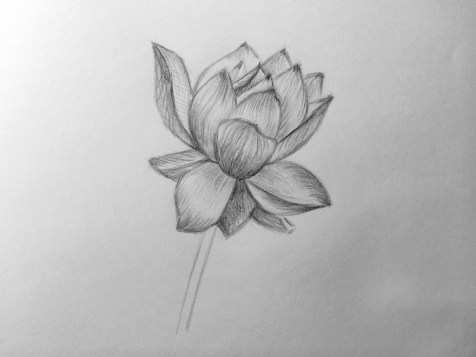 How to draw a flower in pencil? Step by step lesson. Step 13. Pencil Portraits - Fenlin.ru