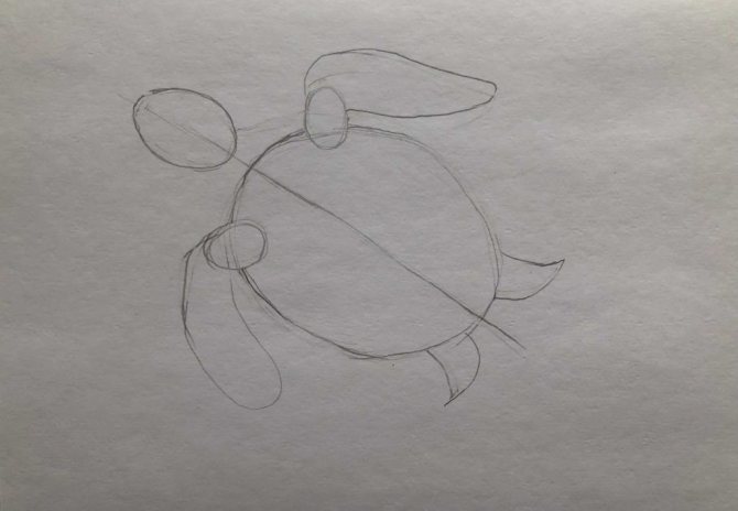 How to draw a pencil turtle step by step 1 turtle in the water - photo