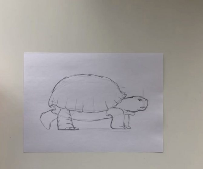How to draw a pencil turtle step by step - 1 step simple turtle - photo