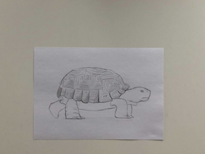 How to draw a pencil turtle step by step 2 simple turtle - photo