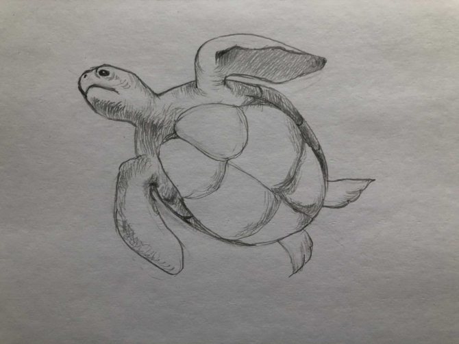 How to draw a pencil turtle step by step 3 turtle in water - photo