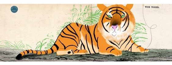 how to draw a lying tiger