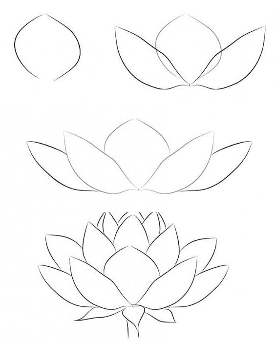 how to draw a lotus in drawings