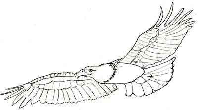How to draw an eagle, step 5