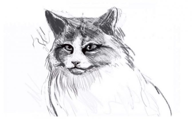 How to draw a furry cat