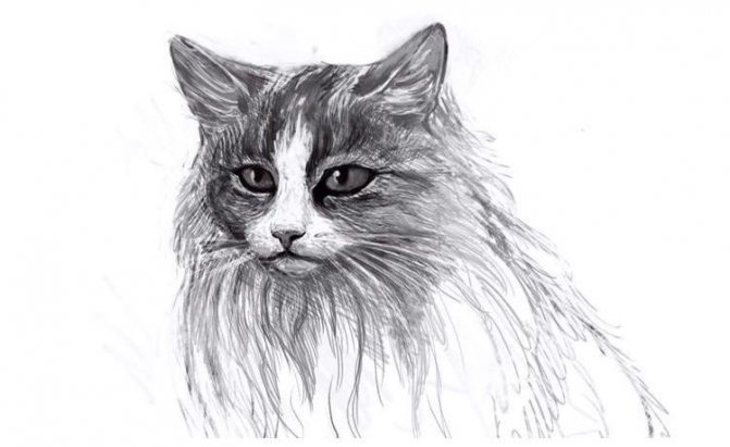 How to Draw a Fluffy Cat