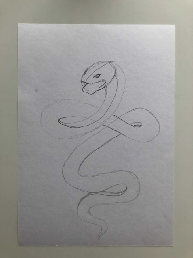How to draw a snake in pencil step by step - cobra - stage 2 - photo