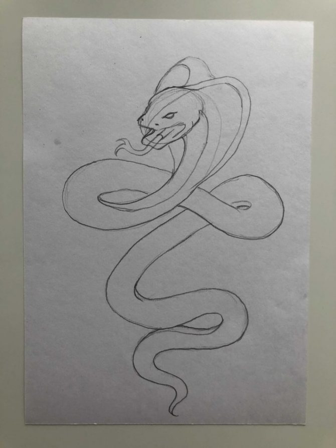 How to draw a snake in pencil step by step - cobra 3 - photo