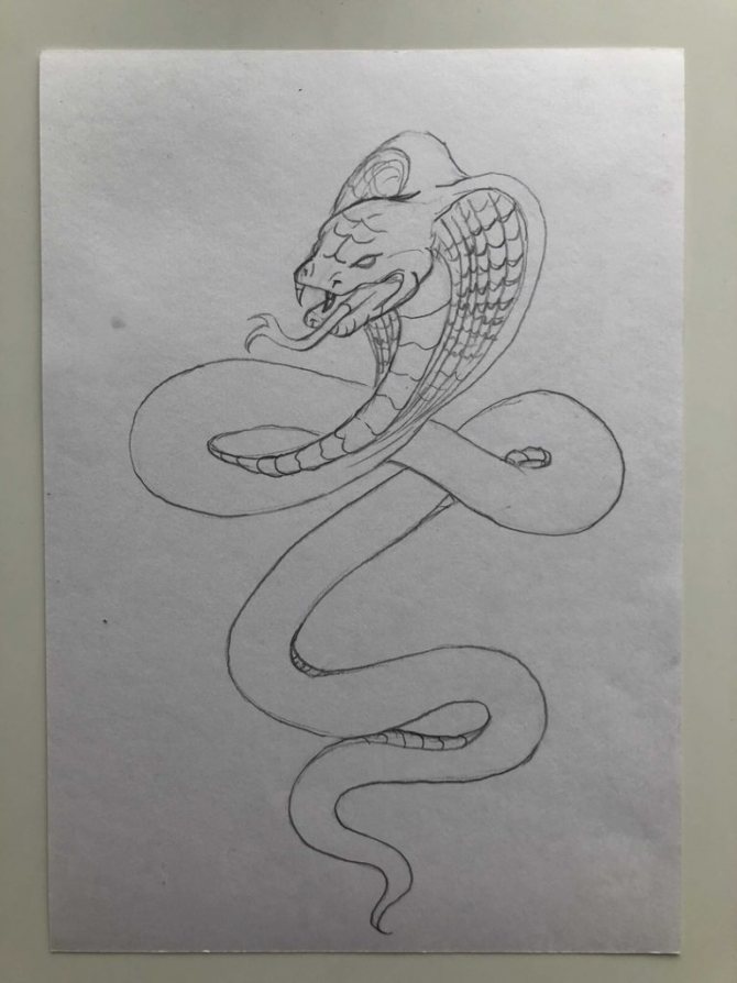 How to draw a snake in pencil step by step - cobra - stage 4 - photo