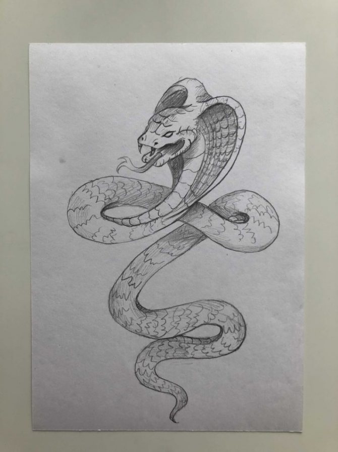 How to draw a snake in pencil step by step - cobra 5 - photo