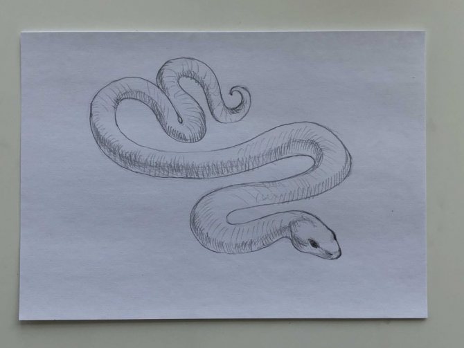 How to draw a snake with a pencil in a step-by-step drawing - a simple snake in step 3 - photo