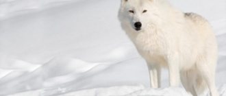What does the polar wolf look like?