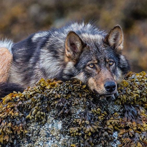 Pictures and photos of wolves