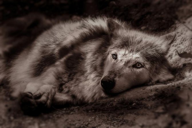Pictures and photos of wolves