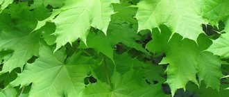 Heirloom maple or sycamore maple