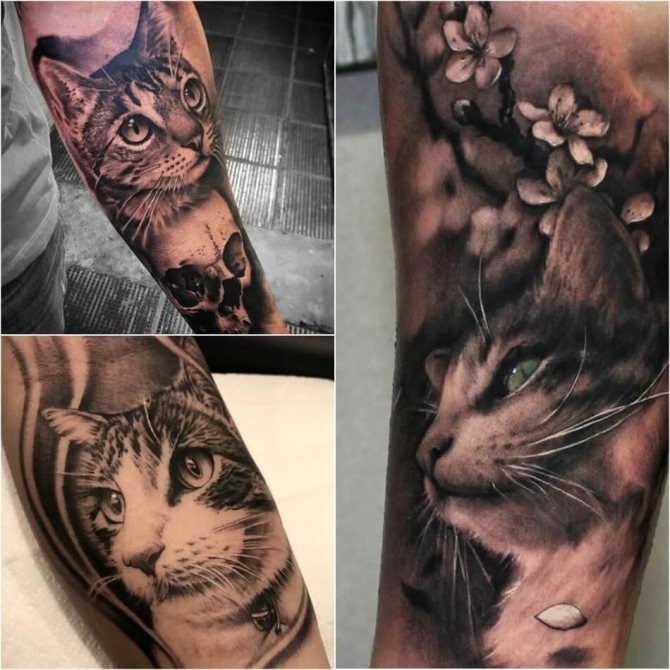 Realism cat tattoo,3