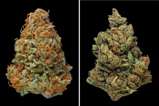 Marijuana in macrophotographs by Eric Christiansen
