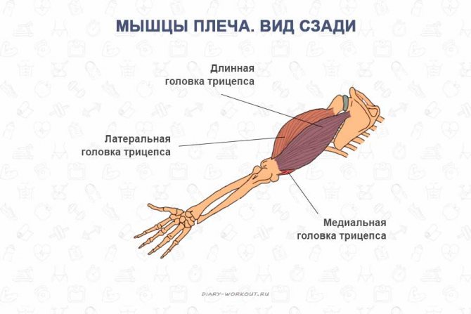 Arm muscles, triceps