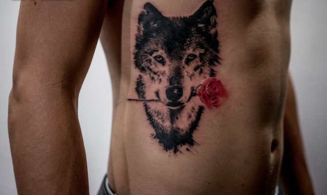 The man tattooed wolf with a rose in his teeth