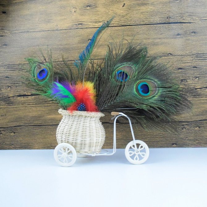 Keeping peacock feathers in the home can also have a positive effect
