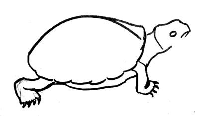 Drawing a tortoise