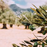 olive meaning