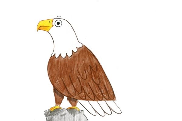 Eagle drawing for children in drawing step by step.