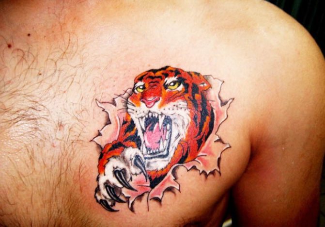 Tiger's grin. Photo, meaning, on the shoulder, sternum, arm, leg