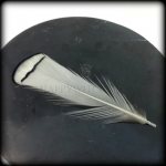 A feather of a bird on a window