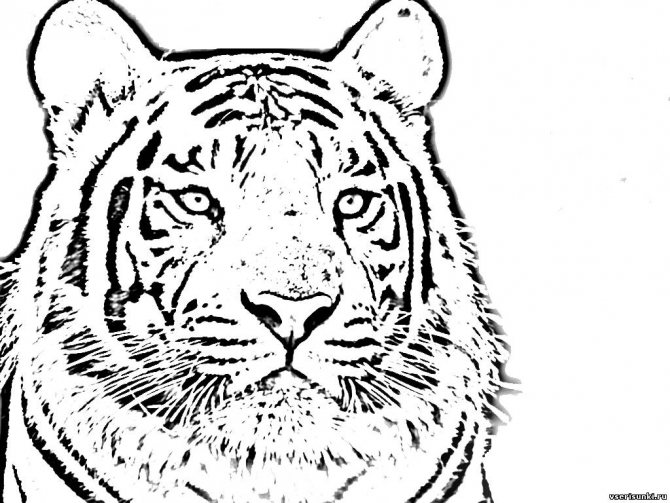 Drawings for coloring the symbol of 2022 - Tiger