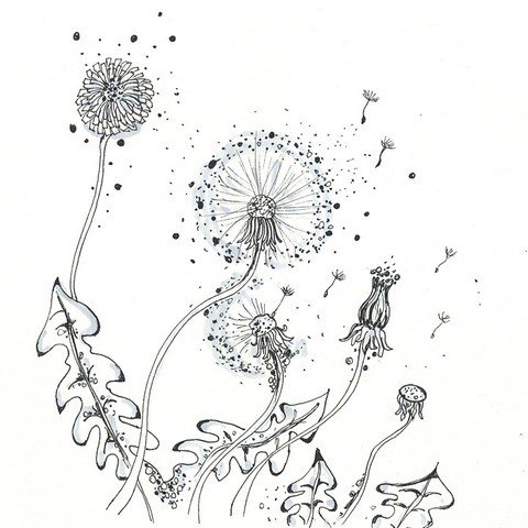 dandelion drawing