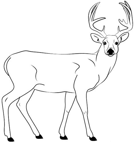 Drawing a deer in pencil for children: color, black and white: northern, Christmas, geometric, forest