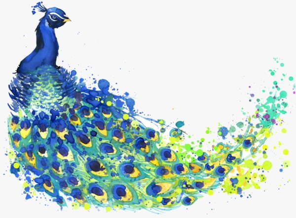 Drawing of a peacock for children step by step with paints, pencil, watercolor