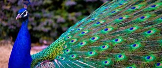 The symbolism of the peacock feather