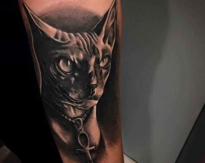 Tattoo of a sphinx cat in black and white