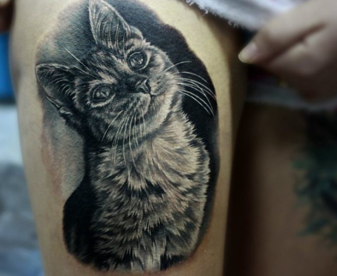 Tattoo cat in realistic style