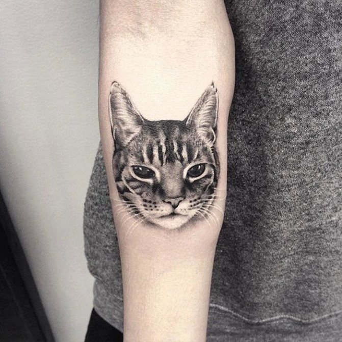 Realism Cat Tattoo on Forearm