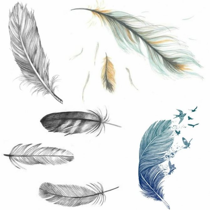 Tattoo Feather - Tattoo Feather - Tattoo Feather - Tattoo Feather Sketch