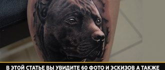 Tattoo meaning of pit bull