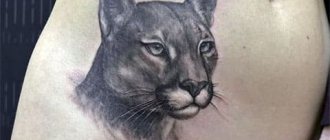 Cougar tattoo